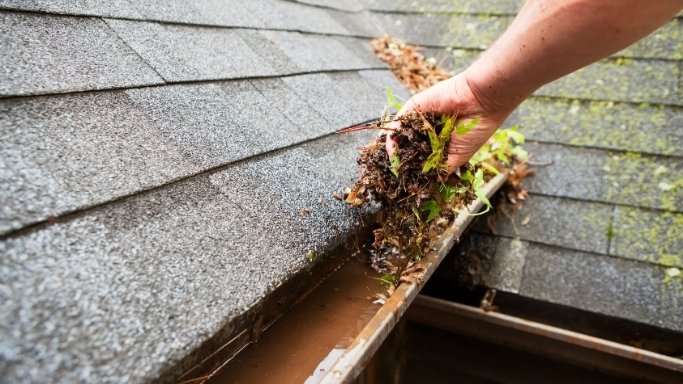 Gloved hands lifting moss and wet leaves out of a house gutter